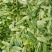 安徽高山绿茶六安瓜片产地直发一手货源代发全国市场价格便宜