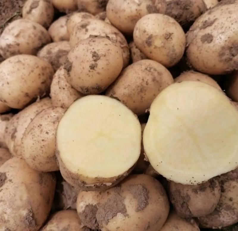 【推荐】开封精品土豆产地直发货源充足质量保证