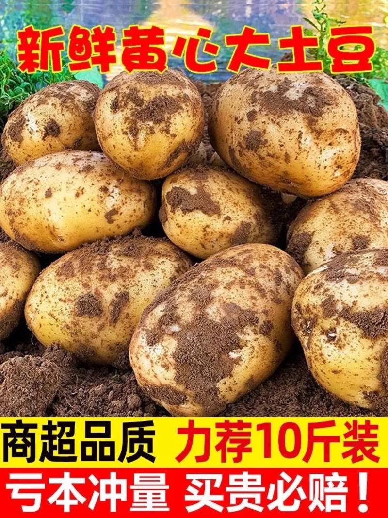 【推荐】开封精品土豆产地直发货源充足质量保证