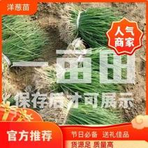 河西二红洋葱苗，热销中，苗旺大量现货，产地直发，优质