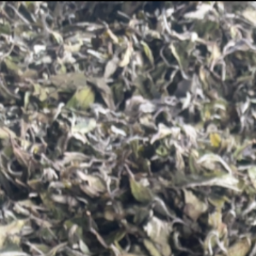 2024年头茶白牡丹，量大可以商量
