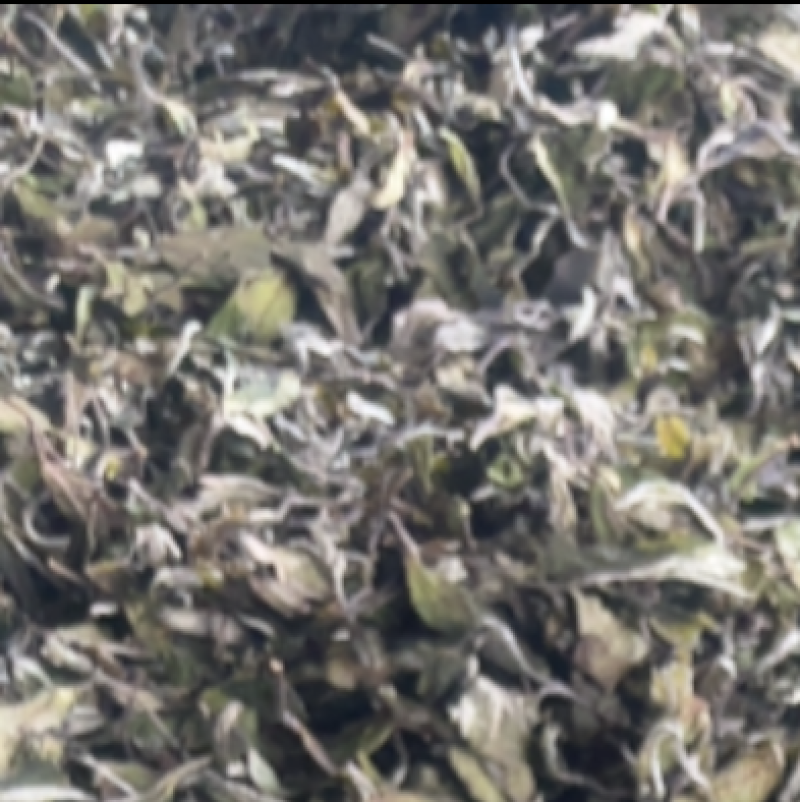 2024年头茶白牡丹，量大可以商量