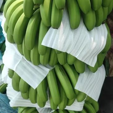 云南香蕉基地原产地一手货源，整车发货，质量保证。