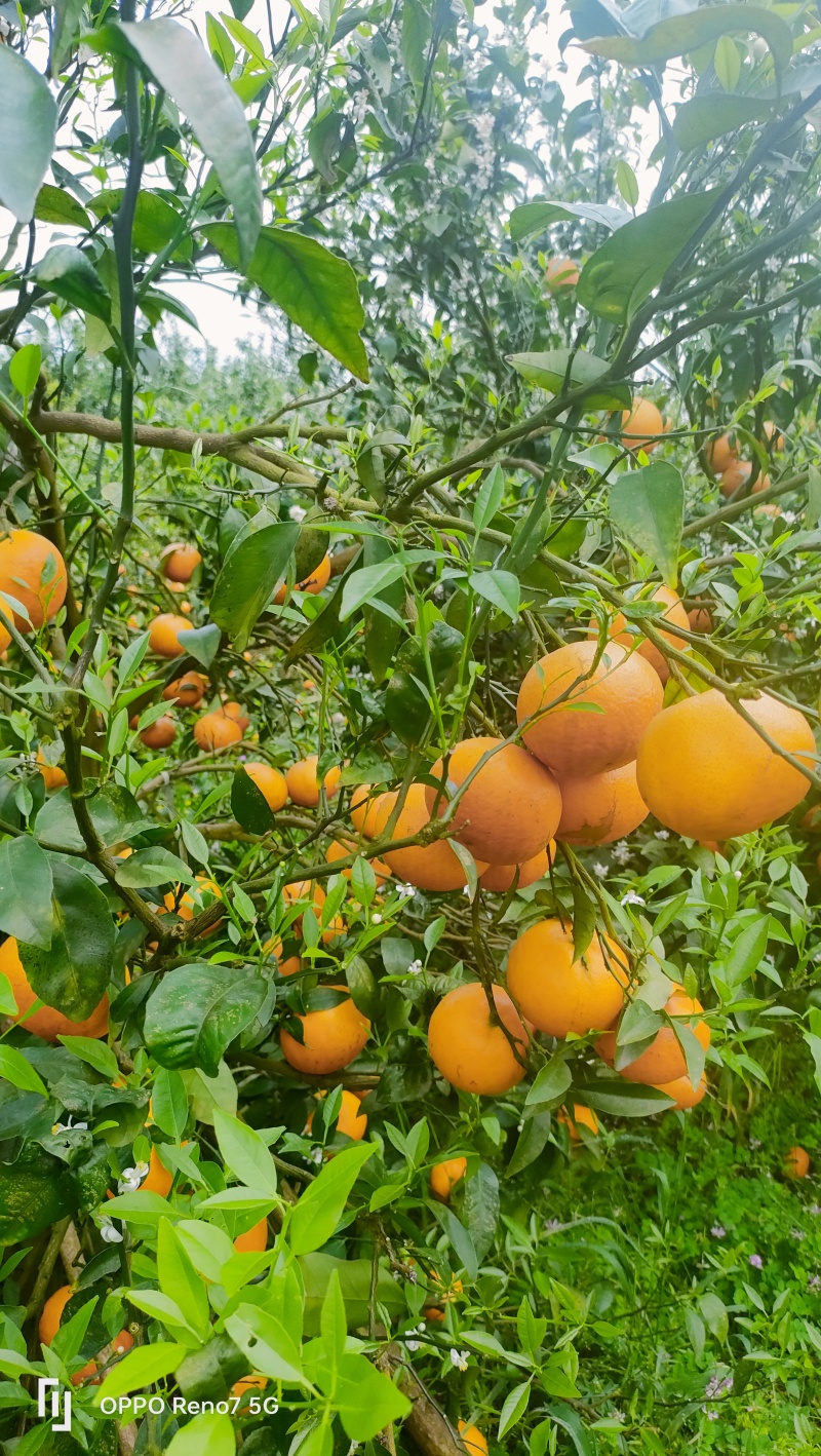 沃柑