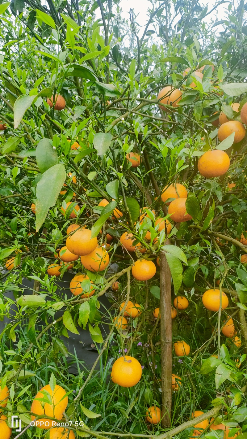 沃柑