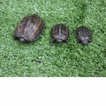 中华草龟，常温孵化，外塘冷水过冬，体质健壮，好养易大。