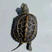 中华草龟，常温孵化，外塘冷水过冬，体质健壮，好养易大。