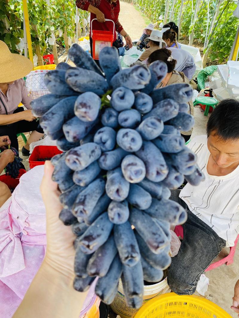 云南宾川蓝宝石，对接外贸国内各大市场，商超电商渠道
