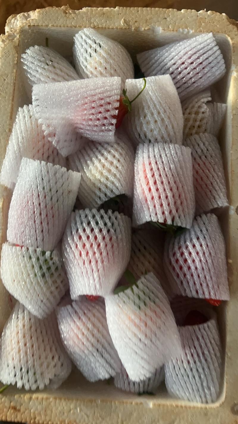 四季加工蒙特瑞草莓糖葫芦奶茶蛋糕店基地直供一首货源欢迎定购