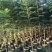 原生苗蓝花楹
