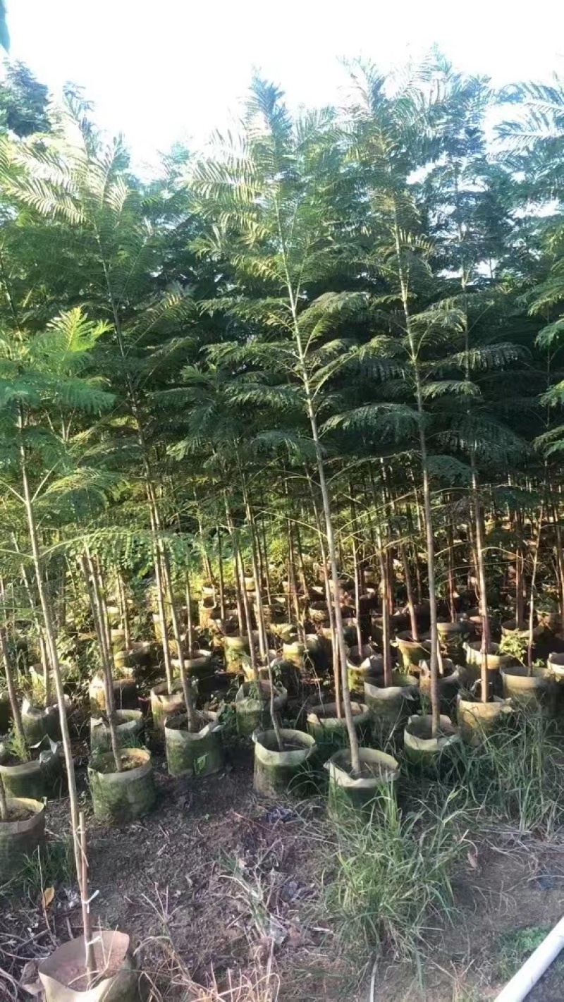 原生苗蓝花楹