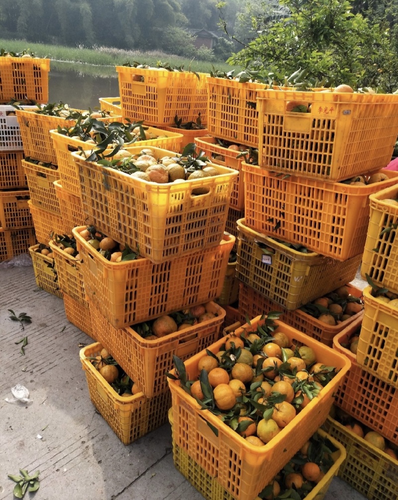 资中县青见柑桔大量上市需要的联系我量大从优全国发货
