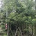 美丽异木棉10～15公分