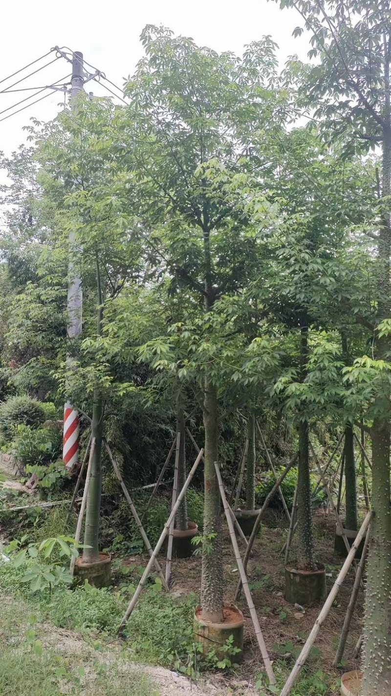 美丽异木棉10～15公分