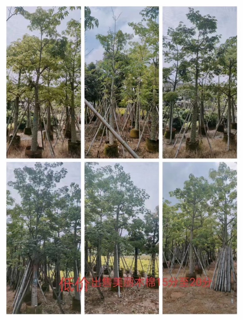 美丽异木棉10～15公分