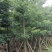 美丽异木棉10～15公分