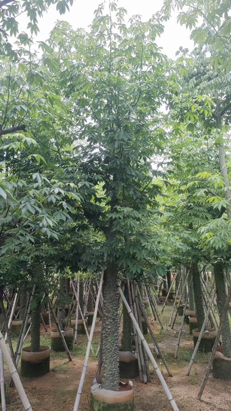 美丽异木棉10～15公分