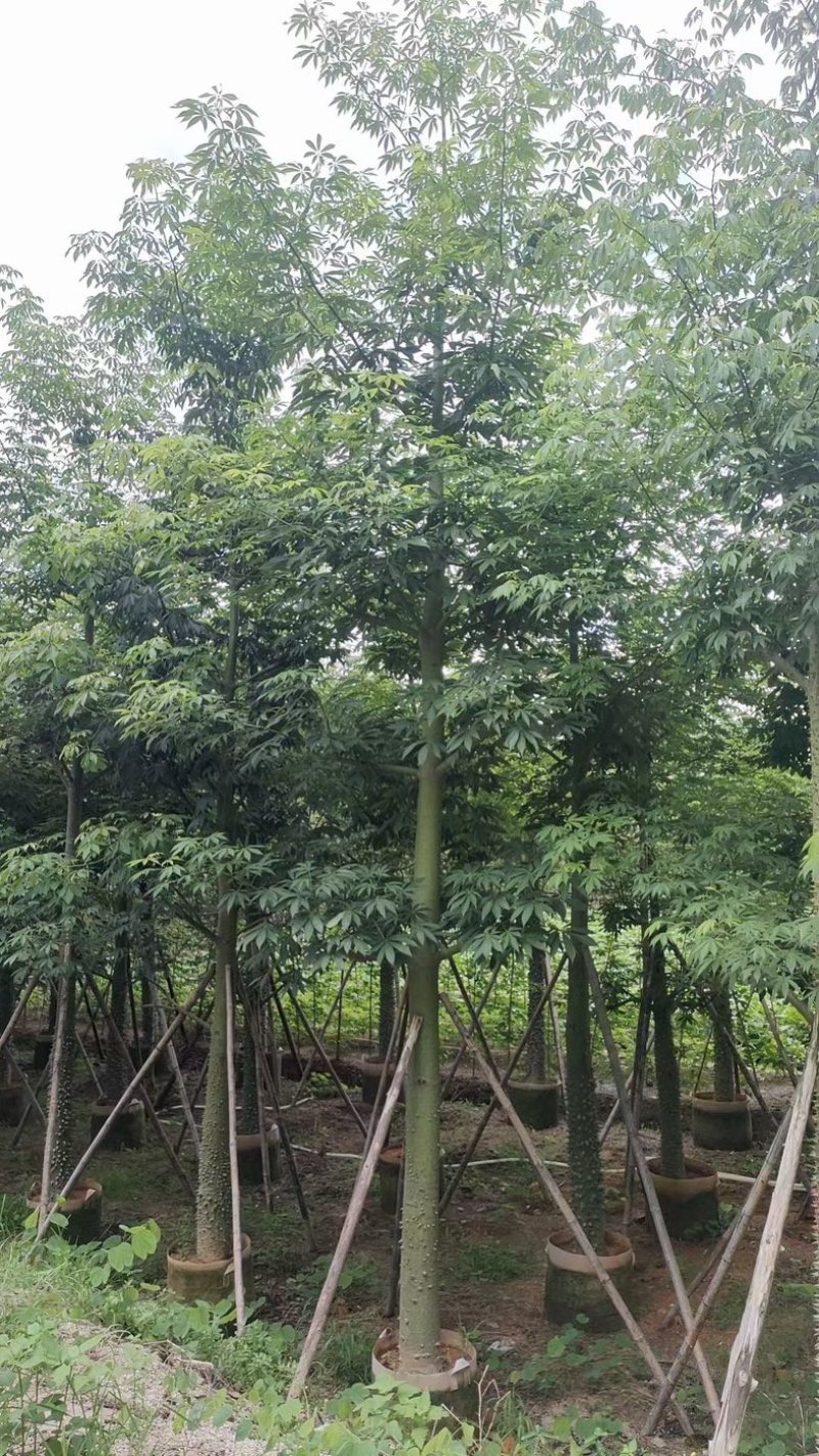 美丽异木棉10～15公分