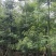 美丽异木棉10～15公分