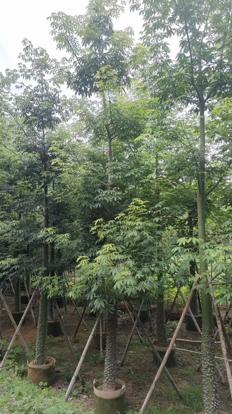 美丽异木棉10～15公分
