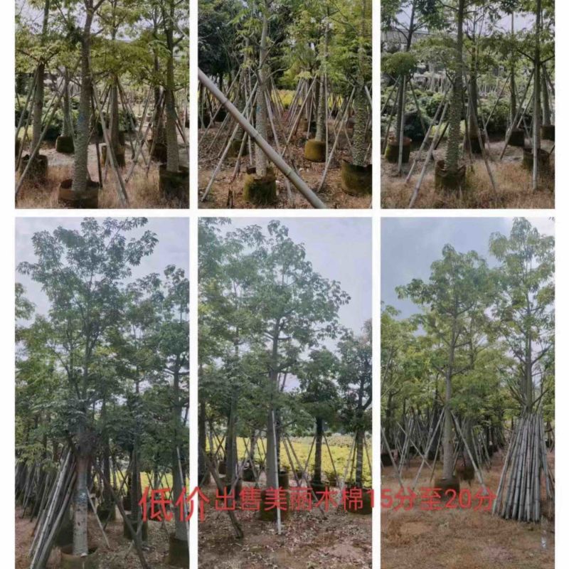 美丽异木棉10～15公分