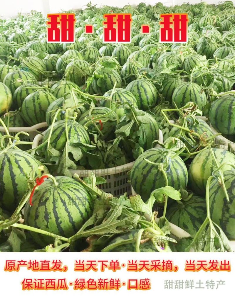 云南麒麟瓜甜王西瓜整车供货一件代发需要的来
