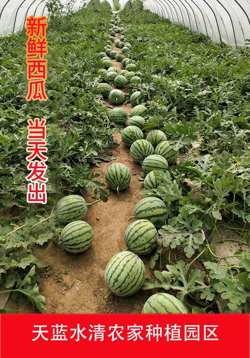 云南麒麟瓜甜王西瓜整车供货一件代发需要的来