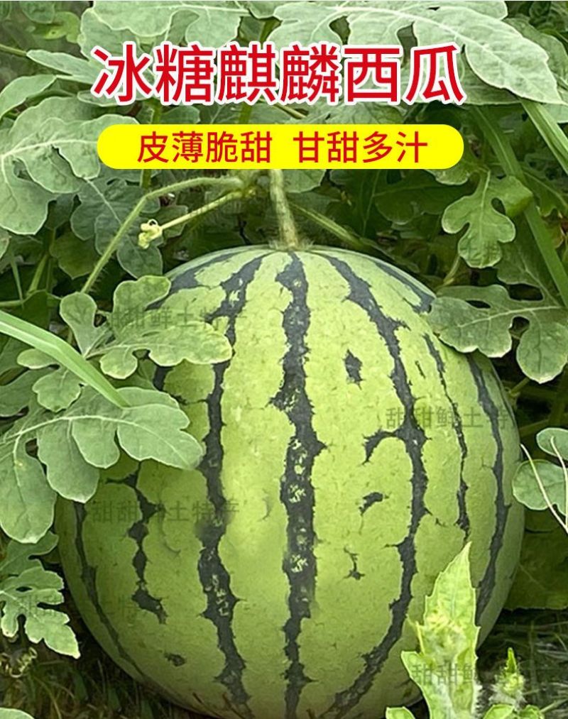 云南麒麟瓜甜王西瓜整车供货一件代发需要的来