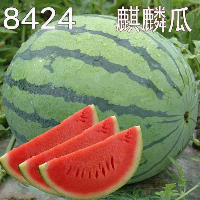云南麒麟瓜甜王西瓜整车供货一件代发需要的来