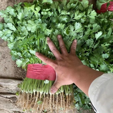 香菜，大叶香菜河北邯郸大量有货，支持全国发货