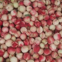 【精品】红不软桃大量供应，新鲜采摘，香甜可口贵州产地直发