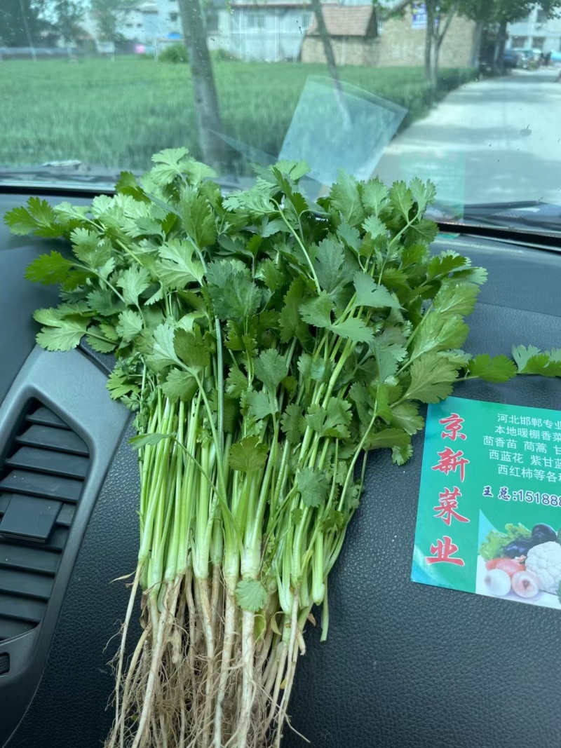 香菜，大叶香菜河北邯郸大量有货，支持全国发货