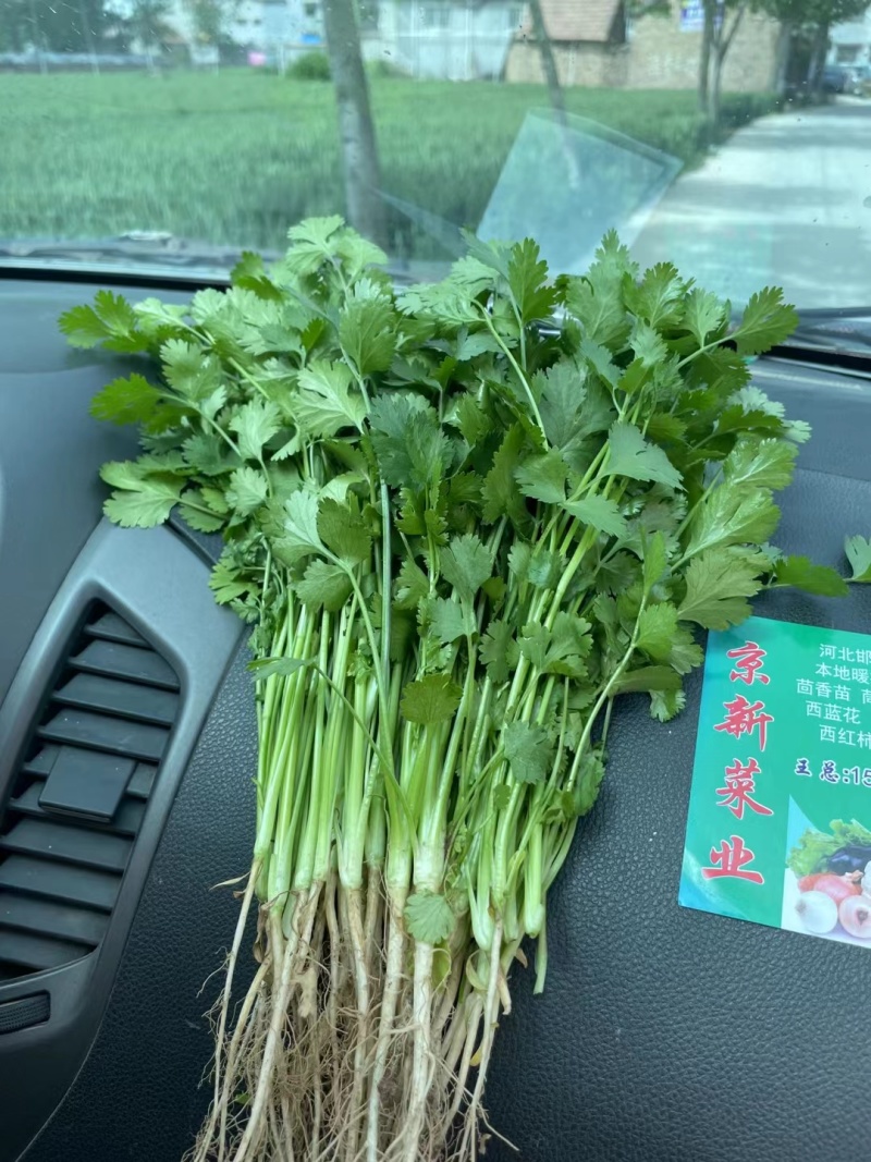 香菜，大叶香菜河北邯郸大量有货，支持全国发货