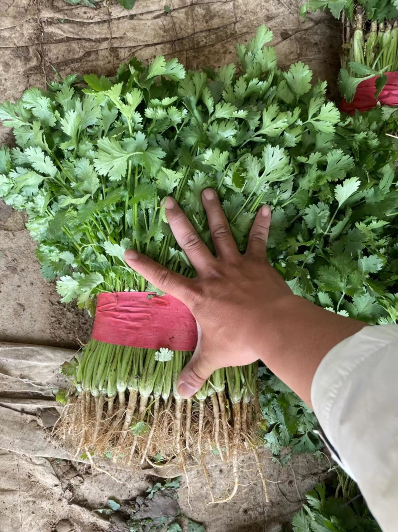 香菜，大叶香菜河北邯郸大量有货，支持全国发货