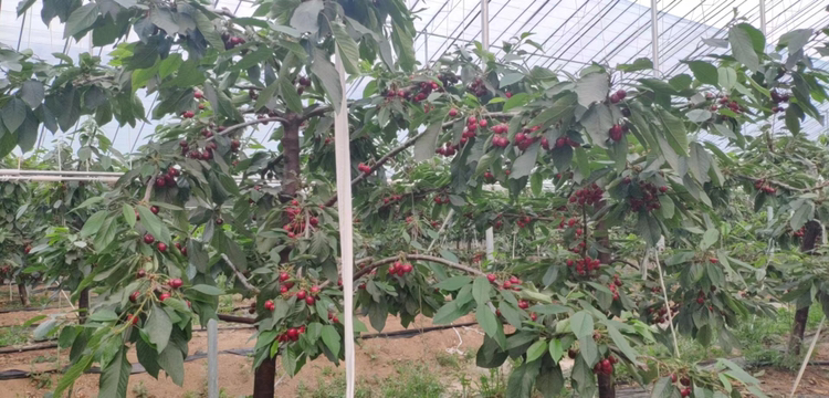 大连美早樱桃果园实景