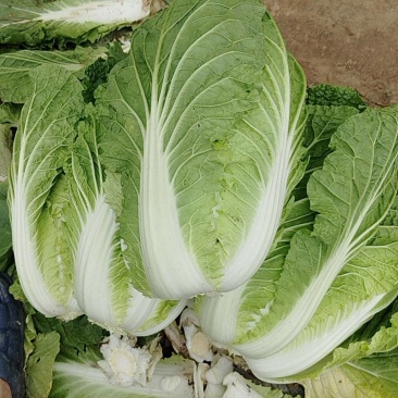 【精品黄心白菜】湖北荆州产区直发，代发全国，保质保量