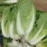 【精品黄心白菜】湖北荆州产区直发，代发全国，保质保量