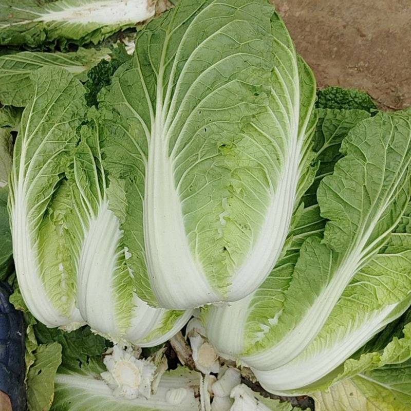 【精品黄心白菜】湖北荆州产区直发，代发全国，保质保量