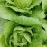 【精品黄心白菜】湖北荆州产区直发，代发全国，保质保量