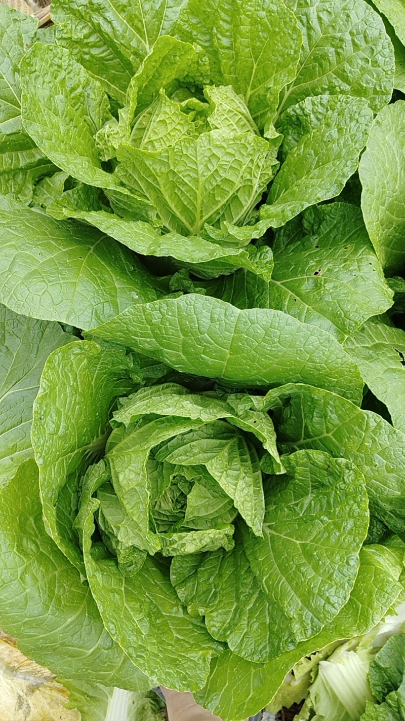 【精品黄心白菜】湖北荆州产区直发，代发全国，保质保量