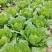 【精品黄心白菜】湖北荆州产区直发，代发全国，保质保量