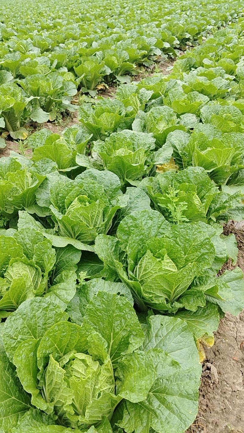【精品黄心白菜】湖北荆州产区直发，代发全国，保质保量