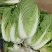 【精品黄心白菜】湖北荆州产区直发，代发全国，保质保量