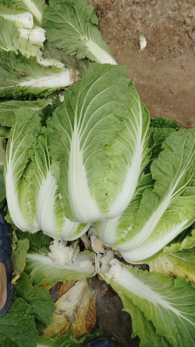 【精品黄心白菜】湖北荆州产区直发，代发全国，保质保量