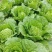 【精品黄心白菜】湖北荆州产区直发，代发全国，保质保量