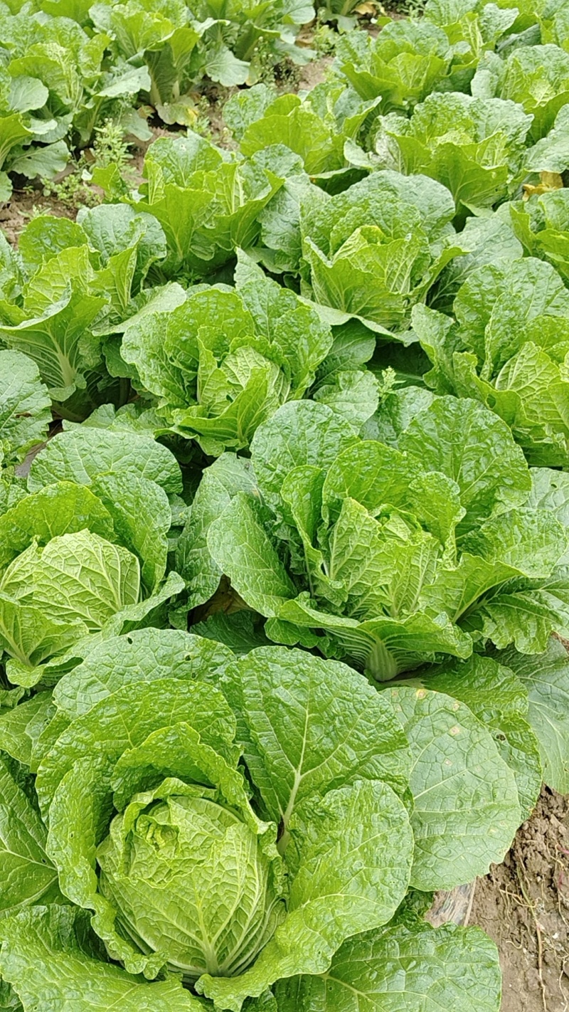 【精品黄心白菜】湖北荆州产区直发，代发全国，保质保量