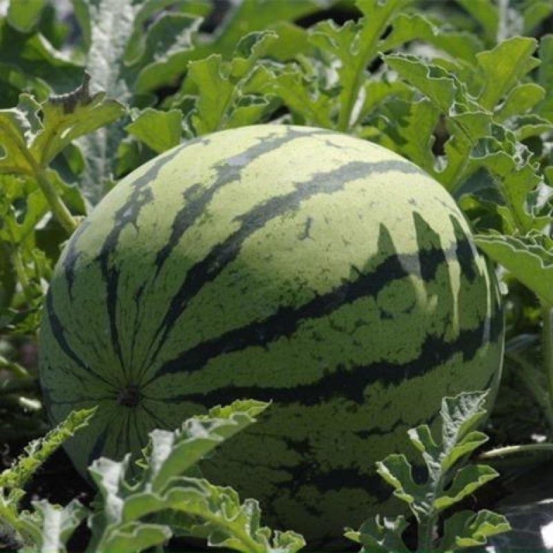 （强烈推荐）麒麟，美都，无籽西瓜，产地直发，货源充足