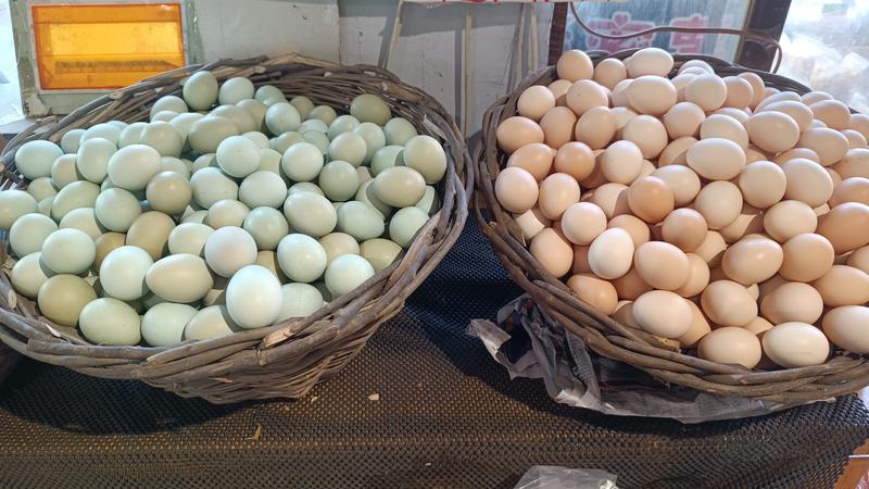 双色土鸡蛋、绿壳鸡蛋