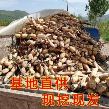 食用莲藕藕苗种根蔬菜粉脆籽根苗种孑荷花种籽藕种深水莲藕苗