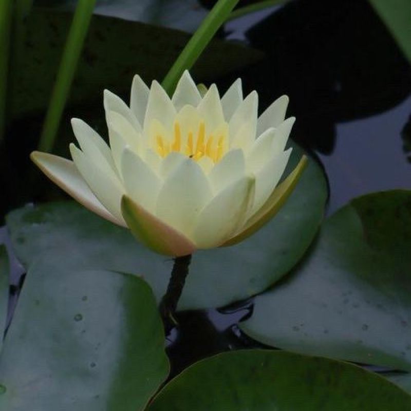 食用莲藕藕苗种根蔬菜粉脆籽根苗种孑荷花种籽藕种深水莲藕苗